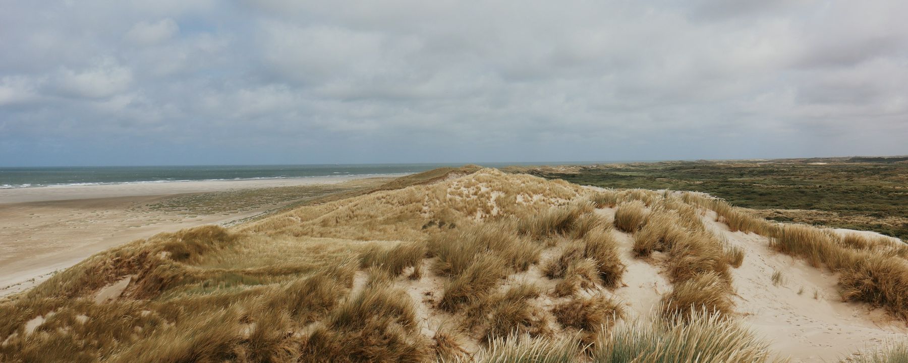 Marram grass on the coastal dunes, with an empty beach and the sea behind them.